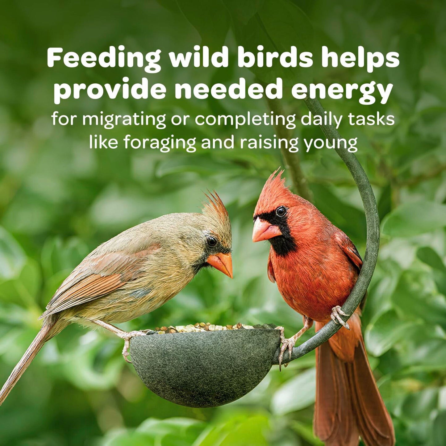 Kaytee Wild Bird Seed & Mealworm Seed Cake Food For Bluebirds, Chickadees, Woodpeckers and More, 1.4 Pound